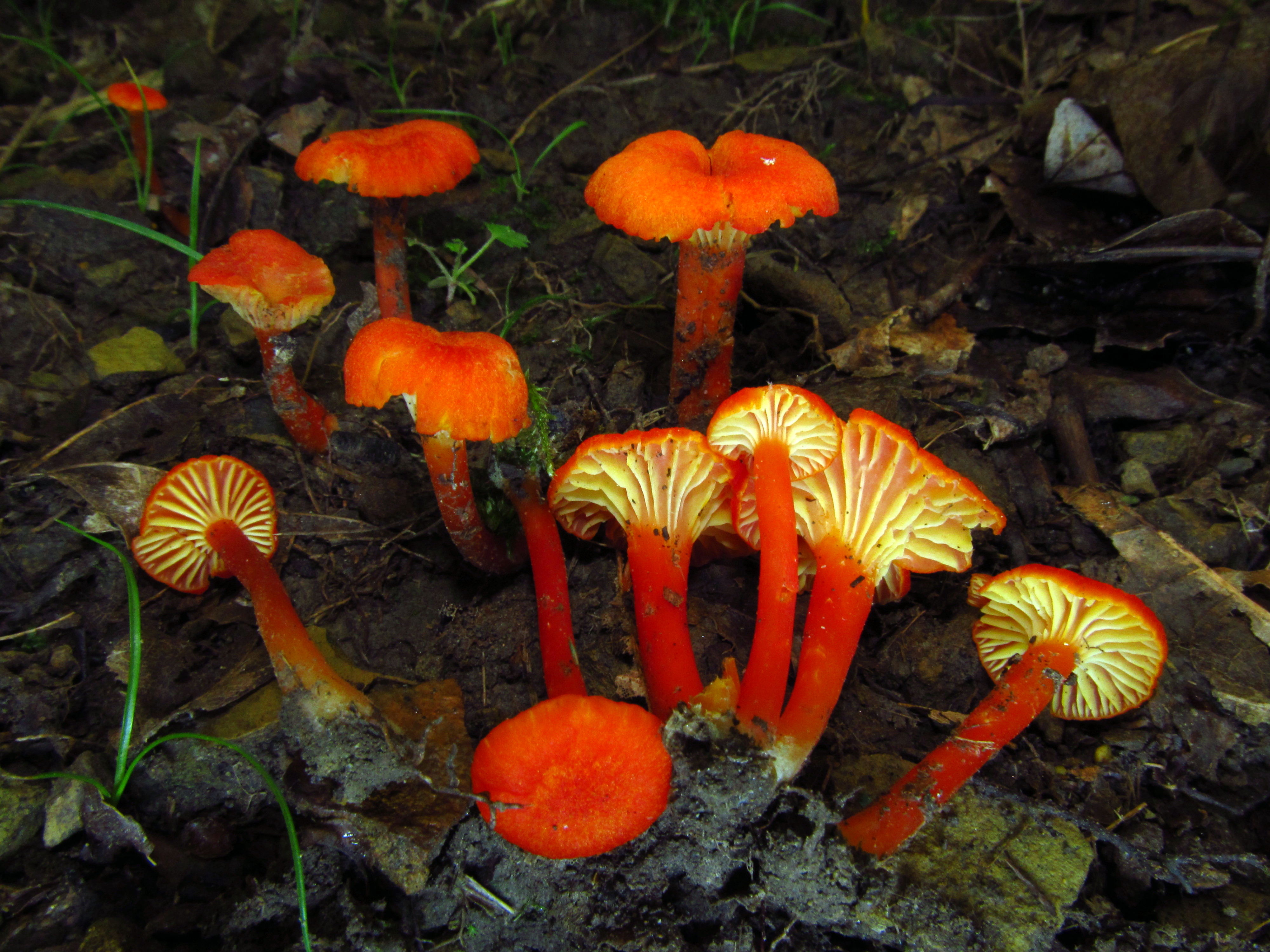 2011-06-17_Hygrocybe_cantharellus_69428 (1).jpg