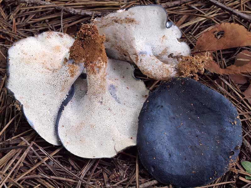 numeriaitake7.jpg