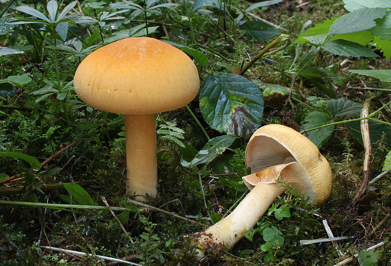 800px-Gemeine_Glimmersch?ppling_Phaeolepiota_aurea.jpg