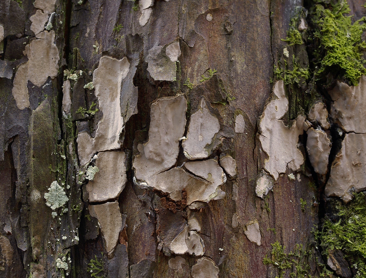 1280px-2007-03-11_Amylostereum_laevigatum.jpg