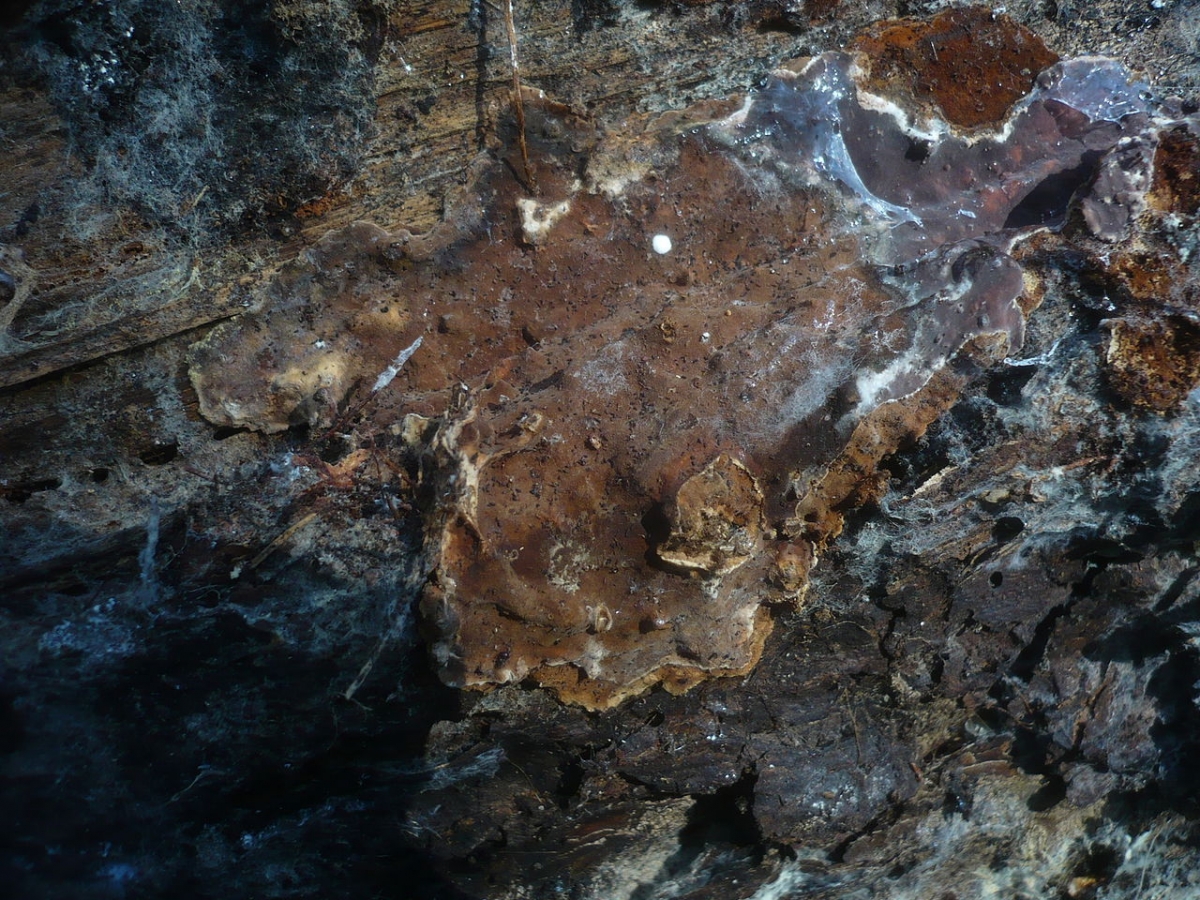 1280px-Amylostereum_areolatum_215390.jpg