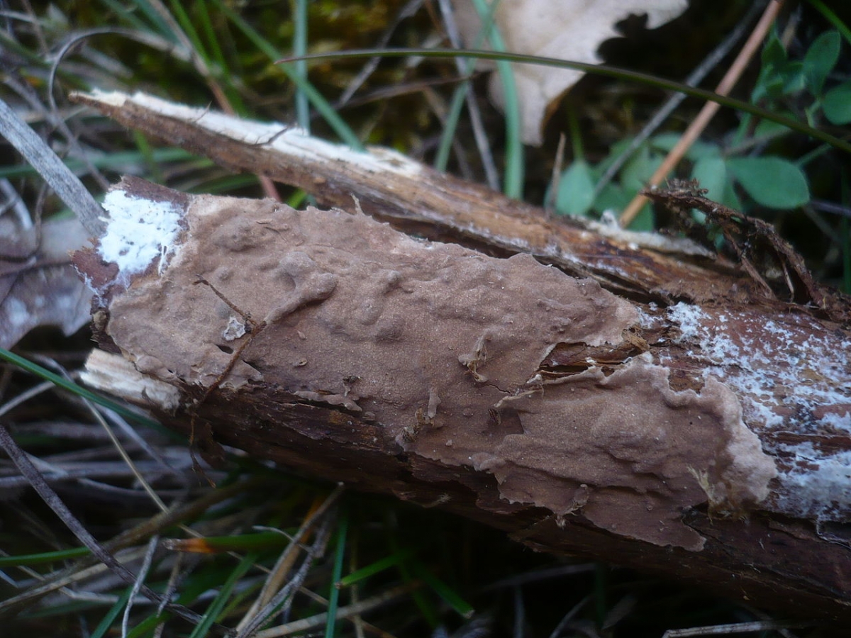 2011-10-24_Amylostereum_laevigatum_(Fr.)_Boidin_203093.jpg