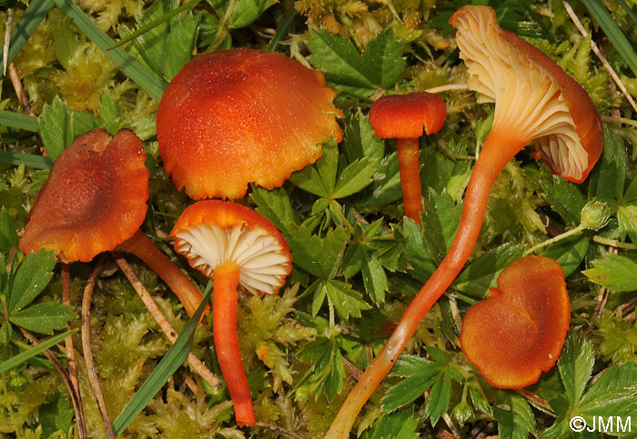 Hygrocybe coccineocrenata 1.jpg