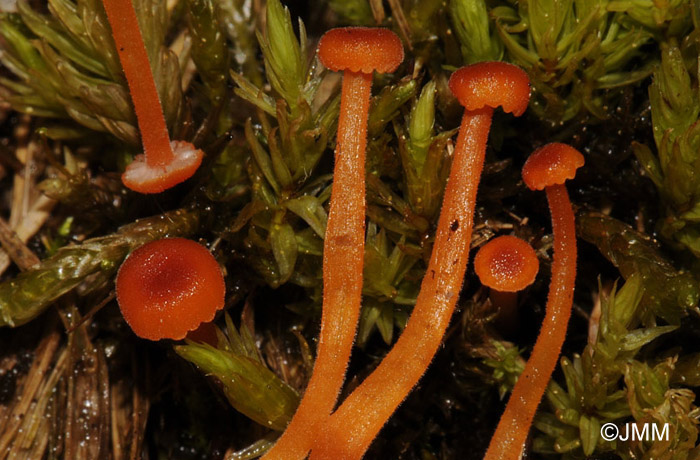 Hygrocybe coccineocrenata 4.jpg