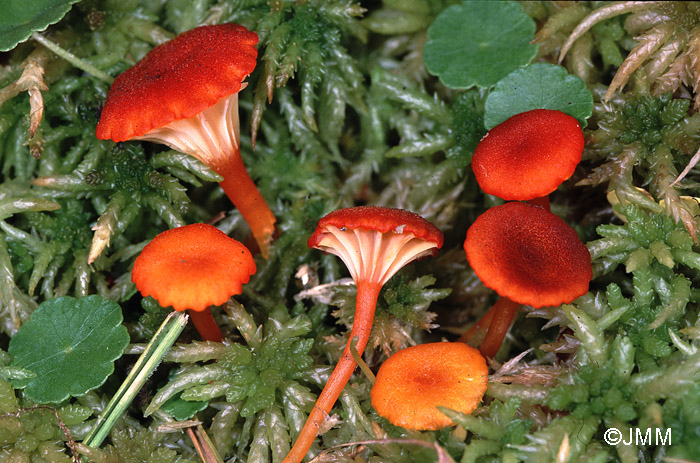Hygrocybe coccineocrenata 2.jpg