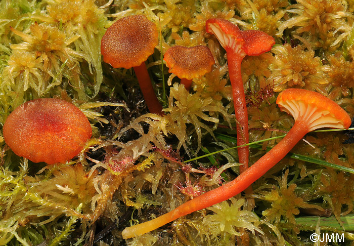 Hygrocybe coccineocrenata 3.jpg