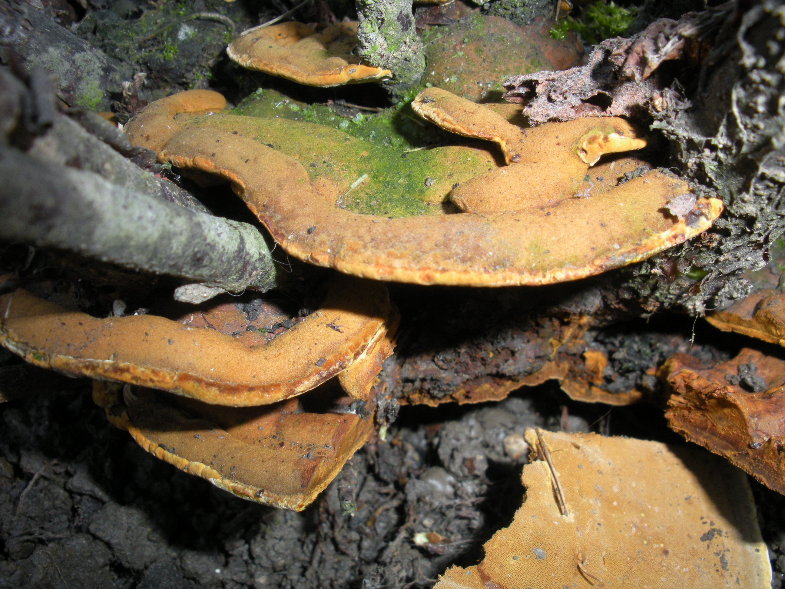 Phellinusribis2.jpg