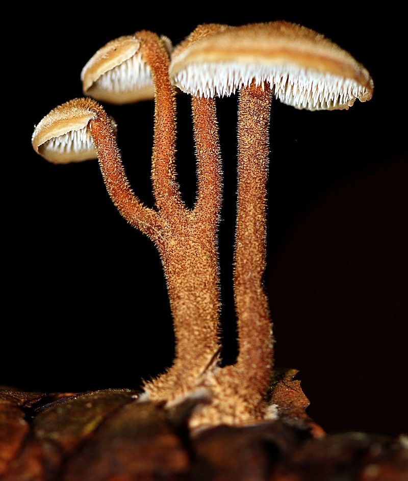 800px-Auriscalpium_vulgare_129877.jpg