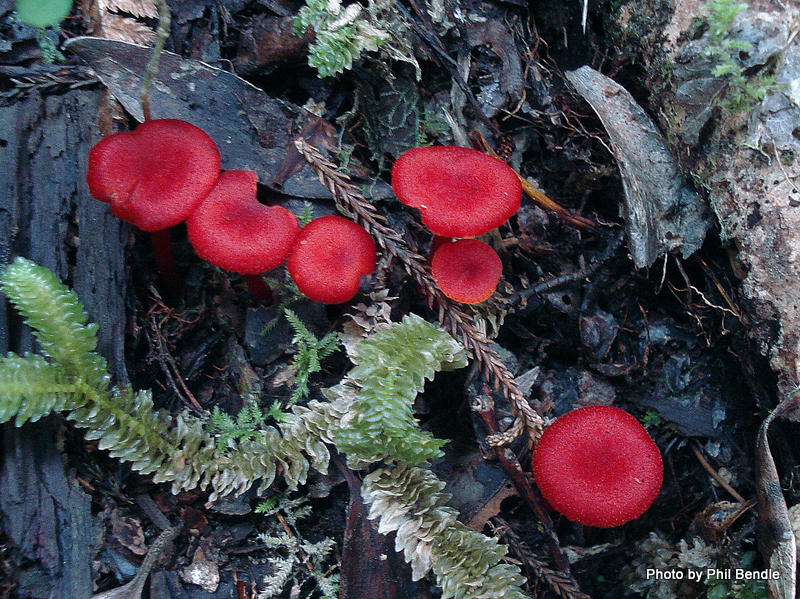 Hygrocybe_firma.JPG