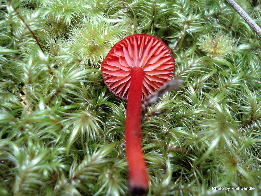 Hygrocybe_firma-002.JPG
