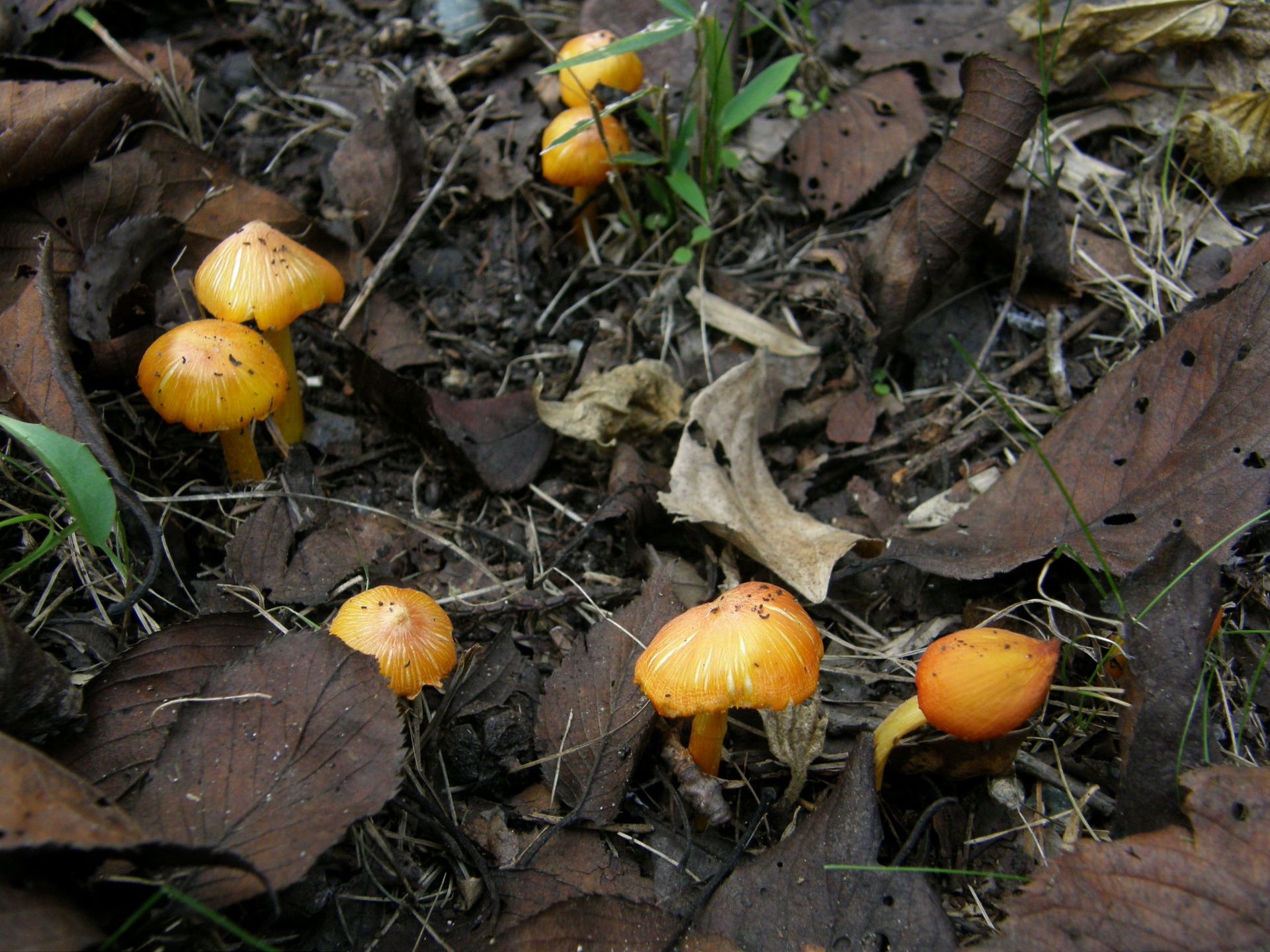 Hygrocybe_flavescens,アキヤマタケ(ヌメリカサ科、アカヤマタケ?),PA233264.JPG