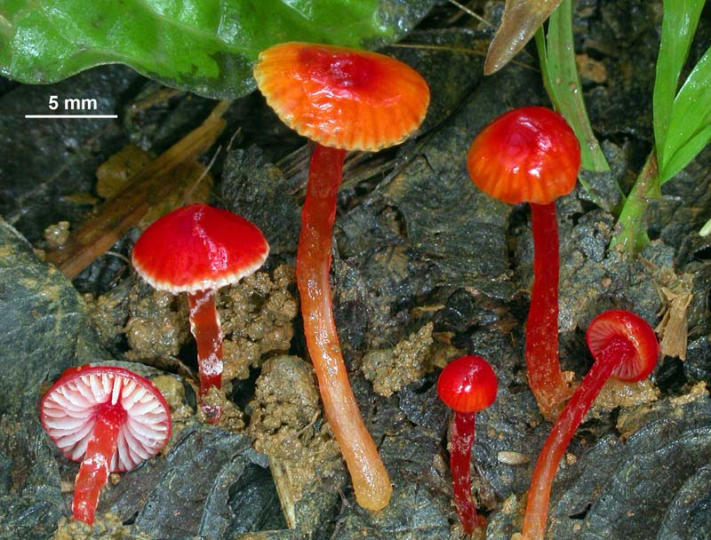 hygrocybe_hypohaemacta.jpg