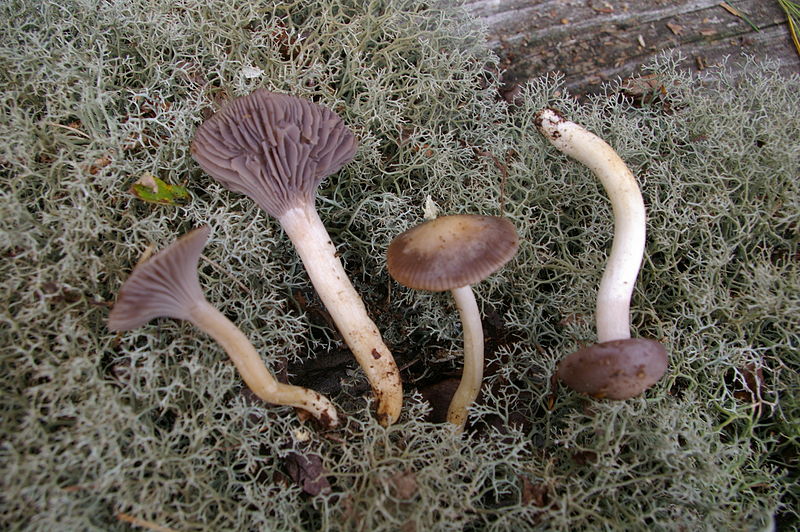 800px-2012-10-16_Hygrocybe_lacmus_(Schumach.)_P.D._Orton_&_Watling_272583.jpg