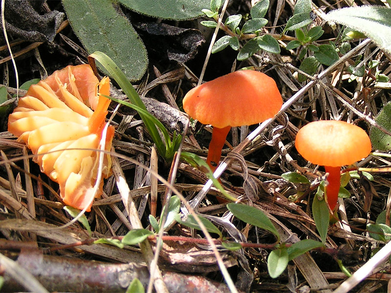 Hygrocybe_marchii.jpg