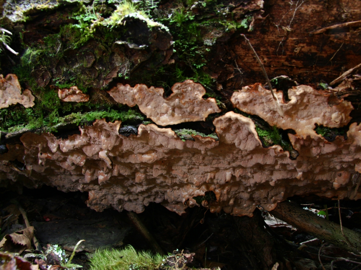 20130309083941!Laurilia_sulcata.jpg