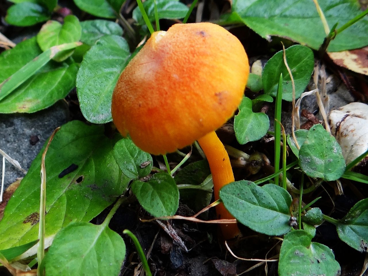 Hygrocybe_miniata_a1_(1).JPG