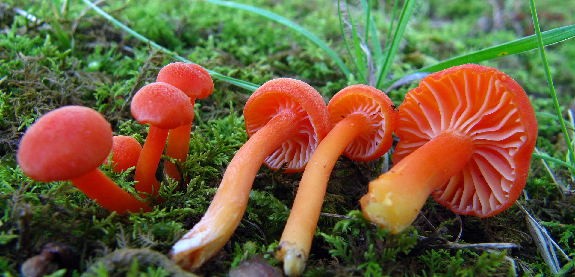 Hygrocybe_miniata_89779.jpg