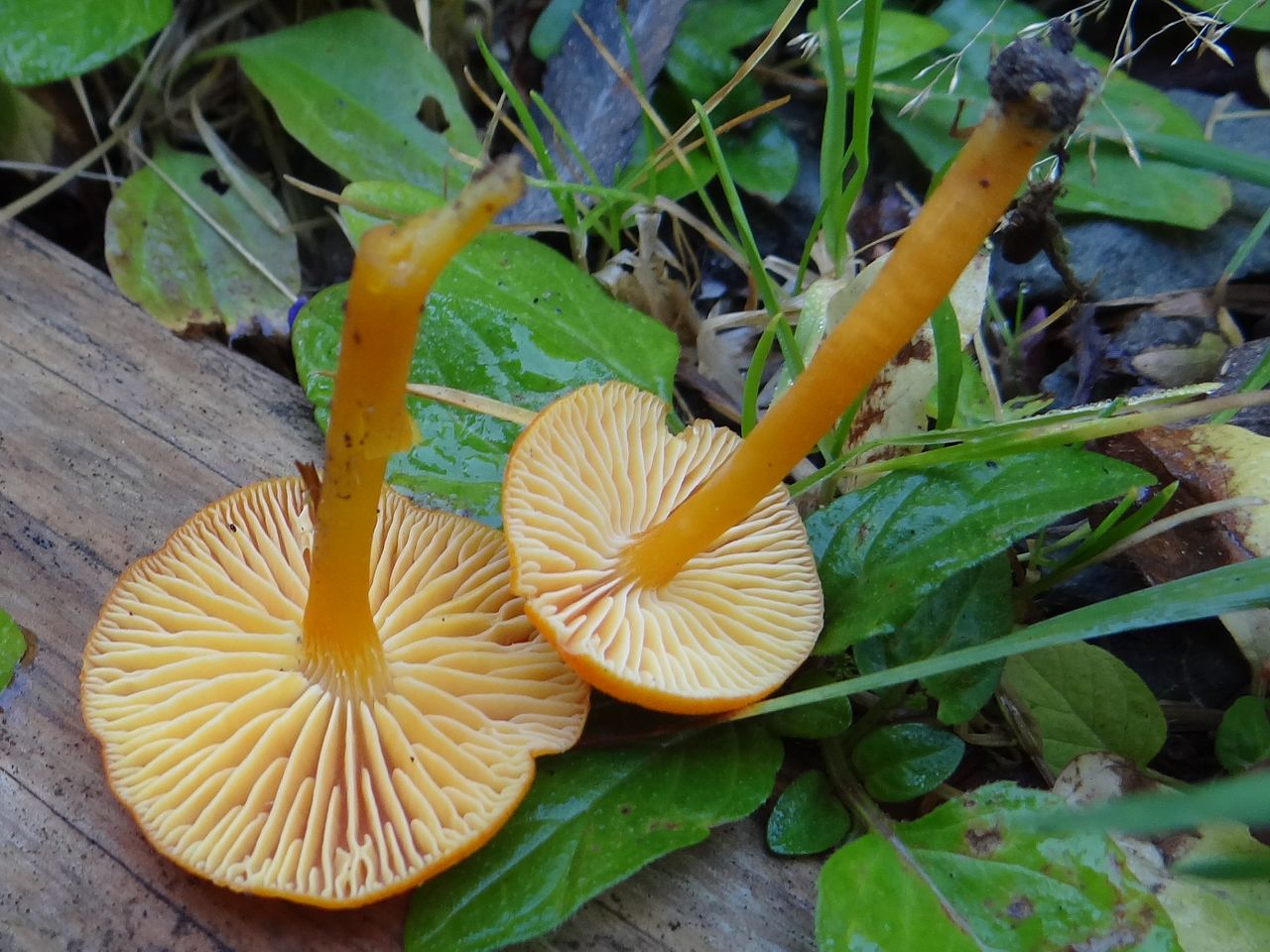 Hygrocybe_miniata_a1_(3).JPG