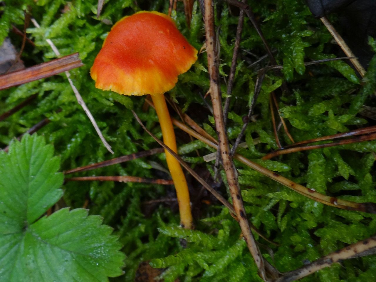 Hygrocybe_miniata_a2_(4).jpg