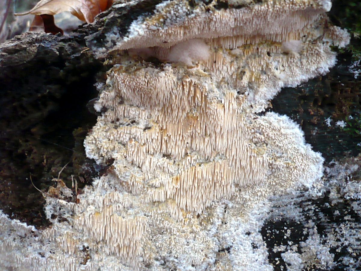 2012-03-15_Dentipellis_fragilis_(Pers.)_Donk_204703.jpg