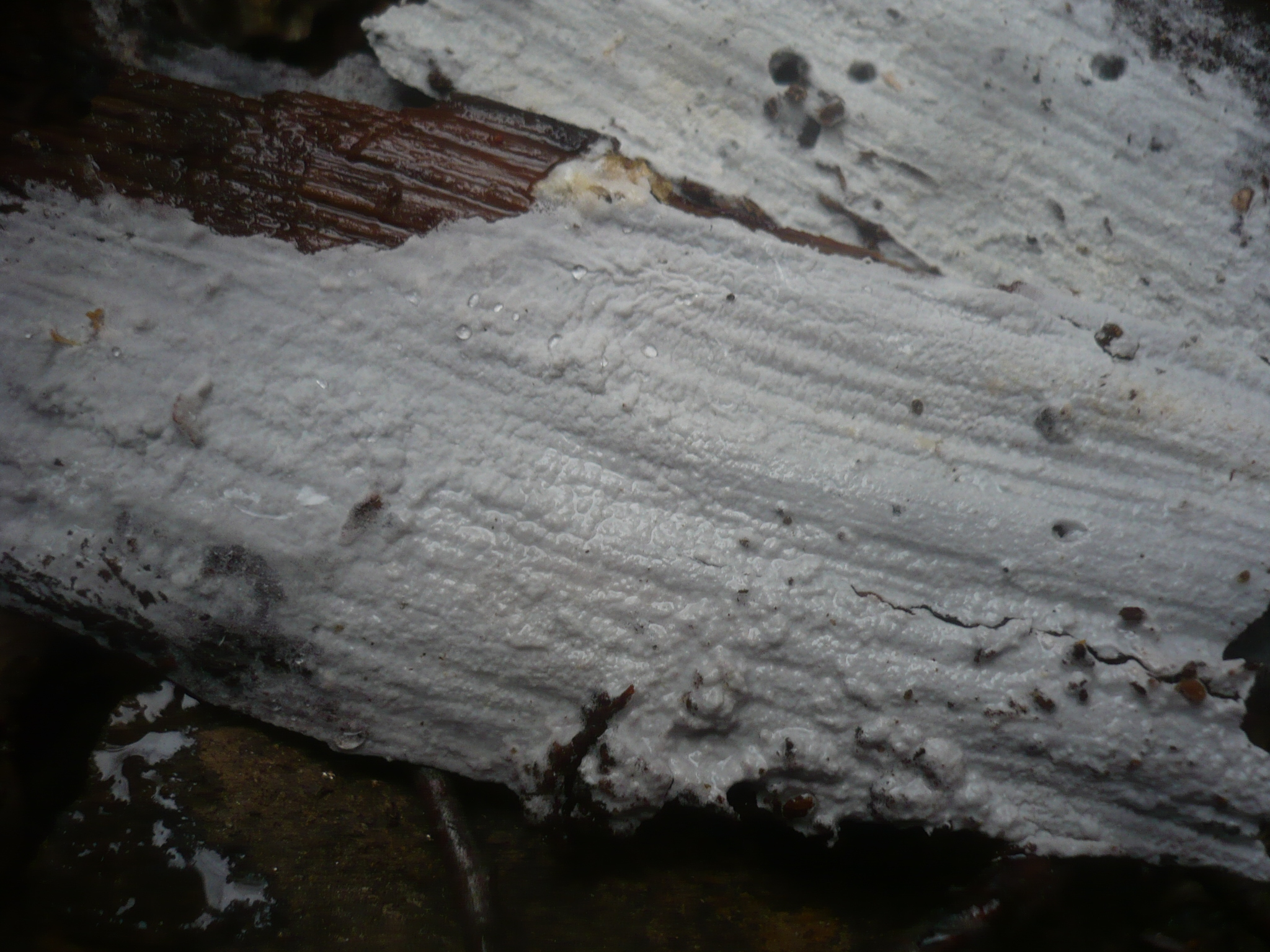 2012-03-08_Athelia_epiphylla_Pers_203144.jpg