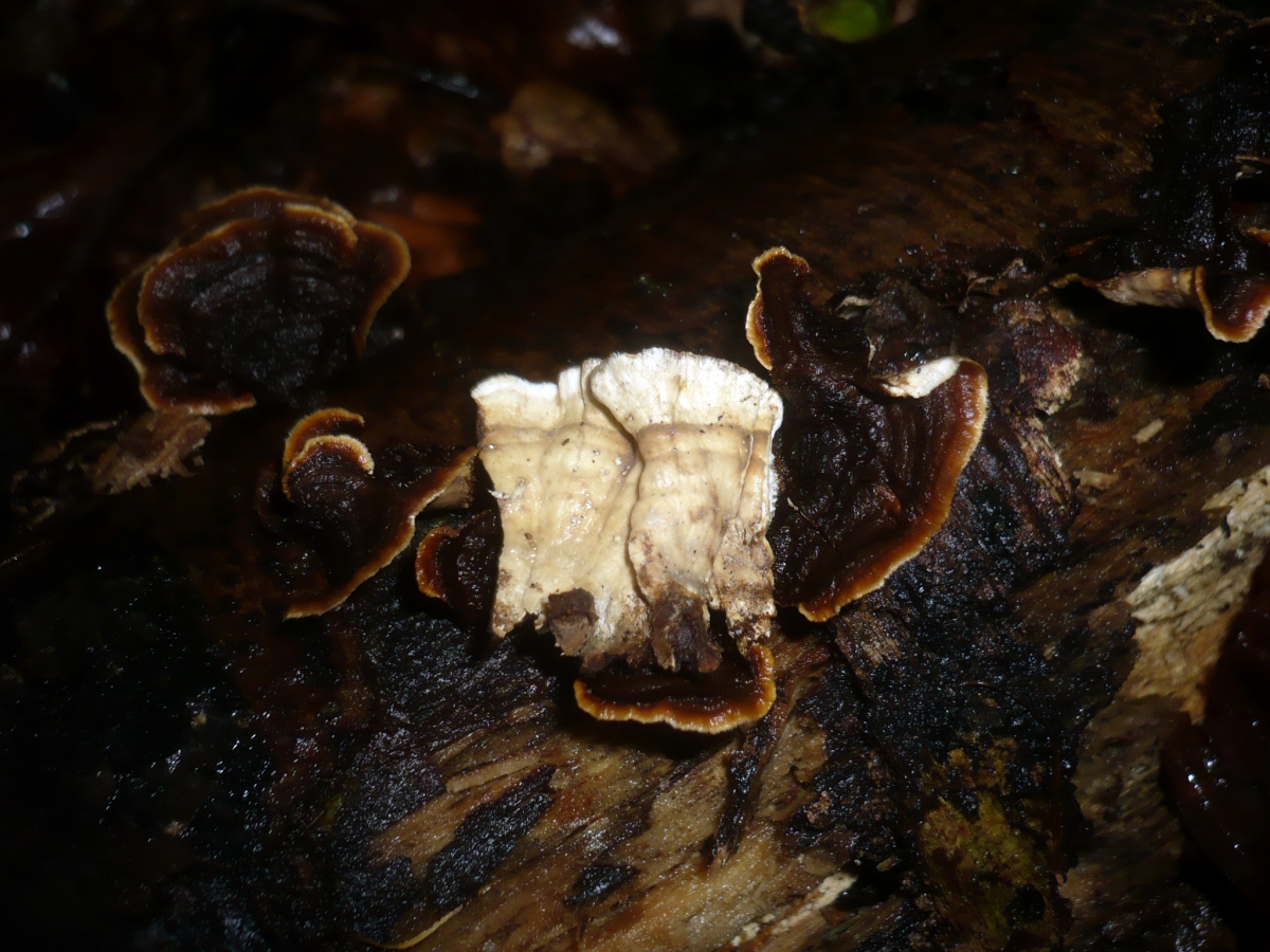 Laxitextum_bicolor_207260.jpg