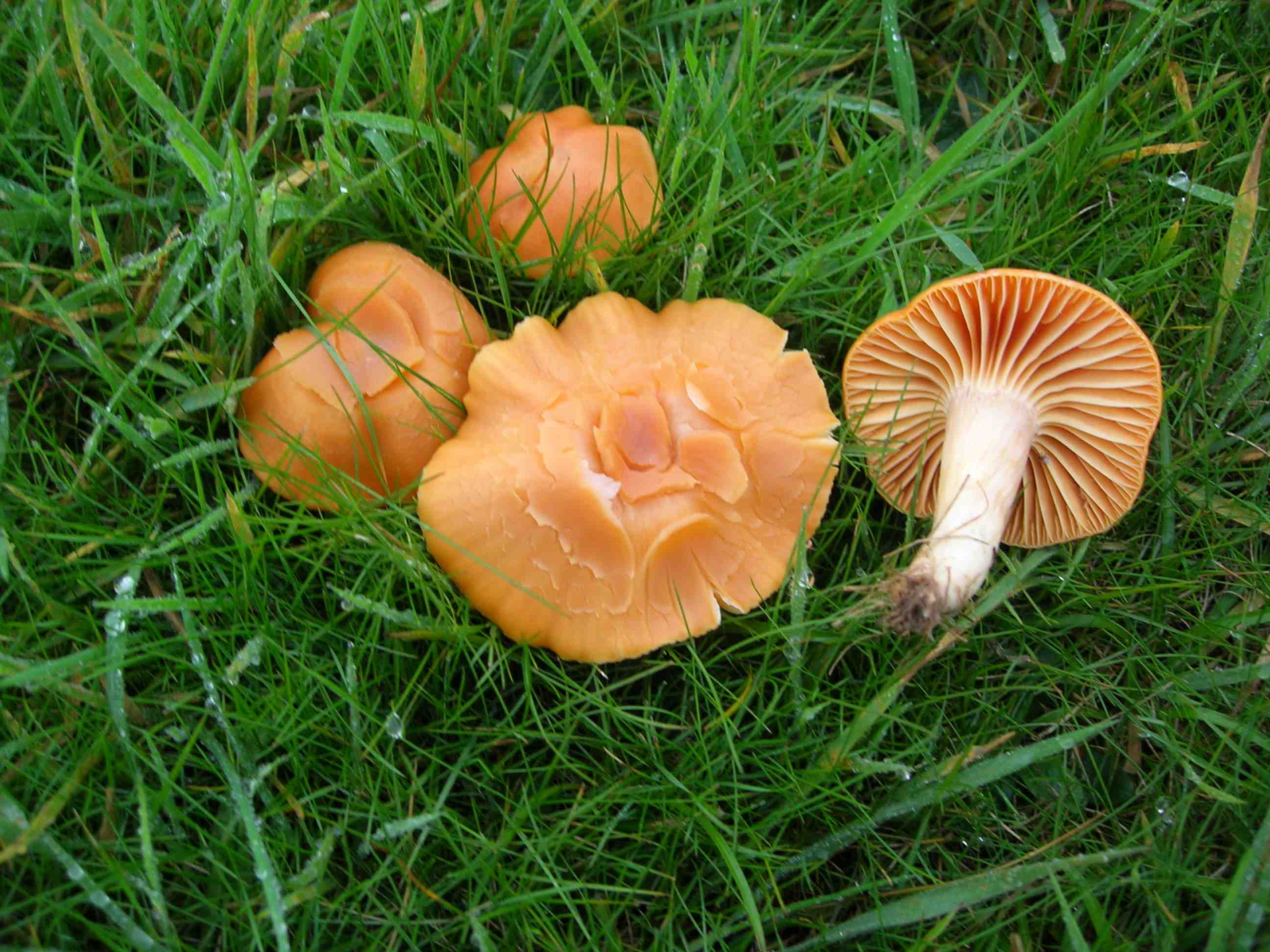 meadow_waxcaps.jpg