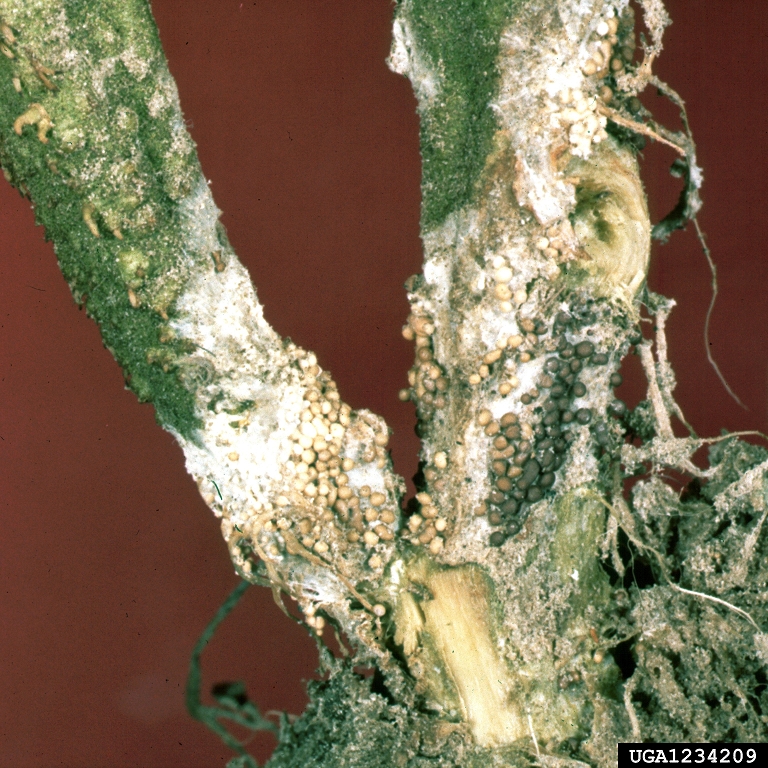 Tomato_Southern_blight_Athelia_rolfsii (1).jpg