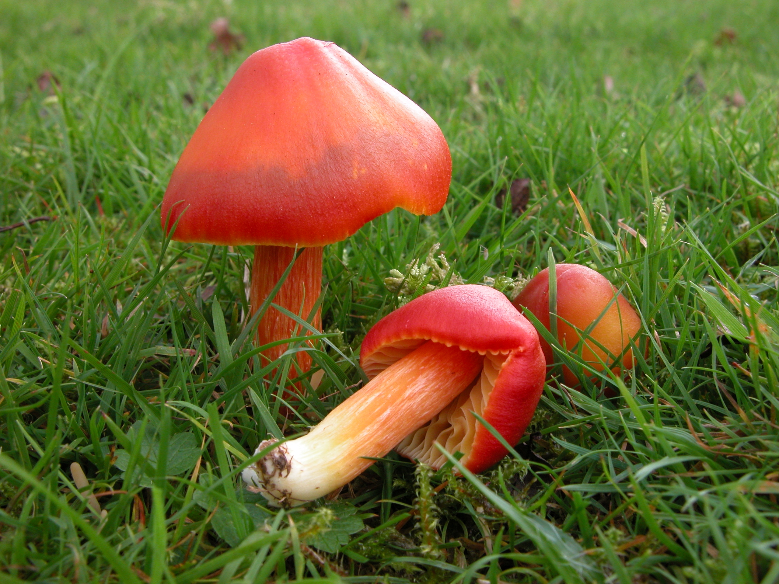 Hygrocybe_punicea_1_Rosemary_Winnall.JPG