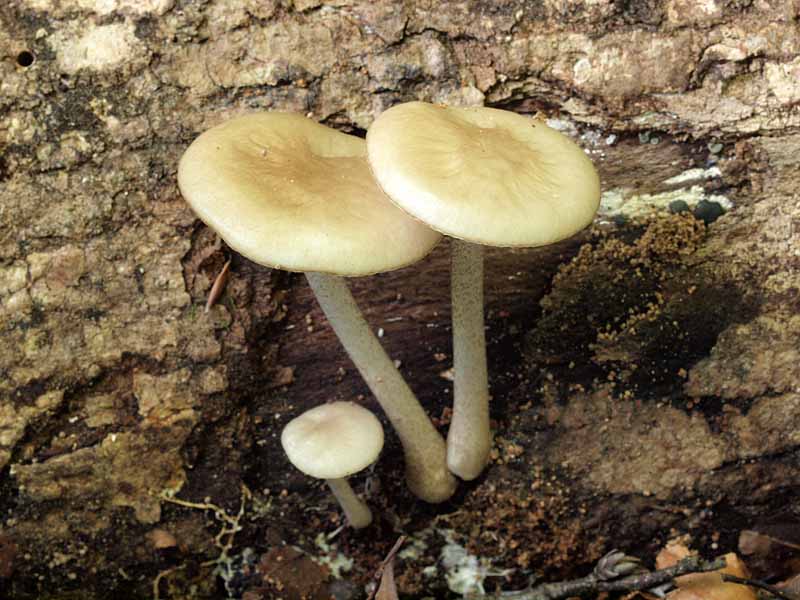 huchidoritsuetake6.jpg