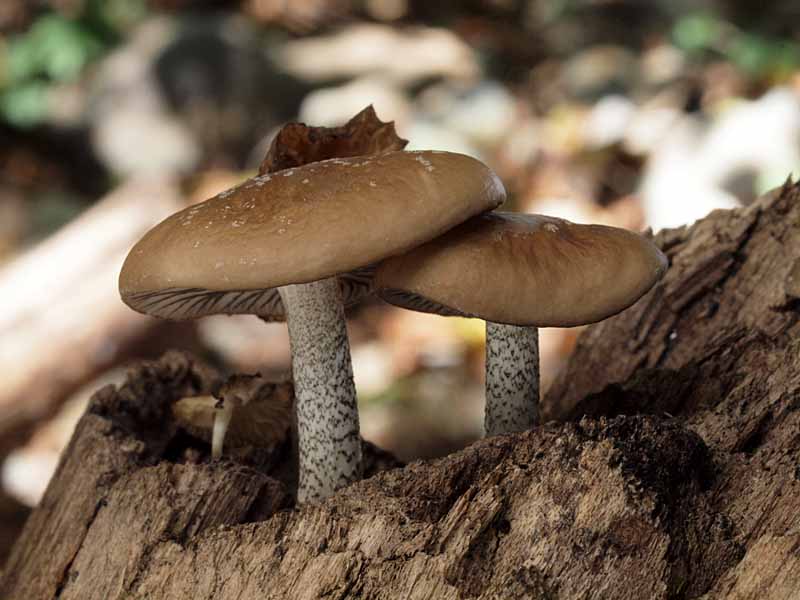 huchidoritsuetake7.jpg