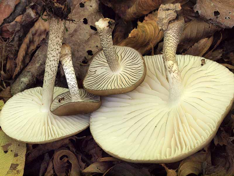 huchidoritsuetake8.jpg