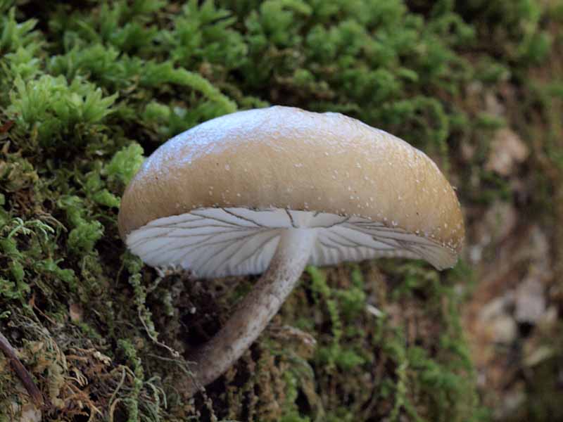 huchidoritsuetake10.jpg