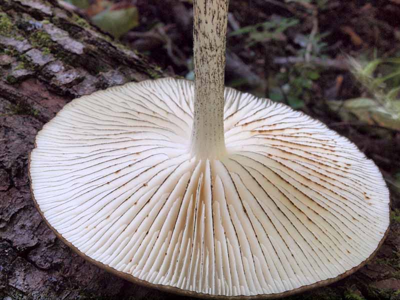 huchidoritsuetake4.jpg