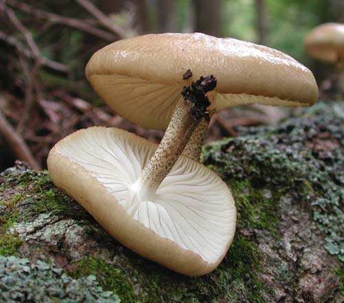 huchidoritsuetake2.jpg