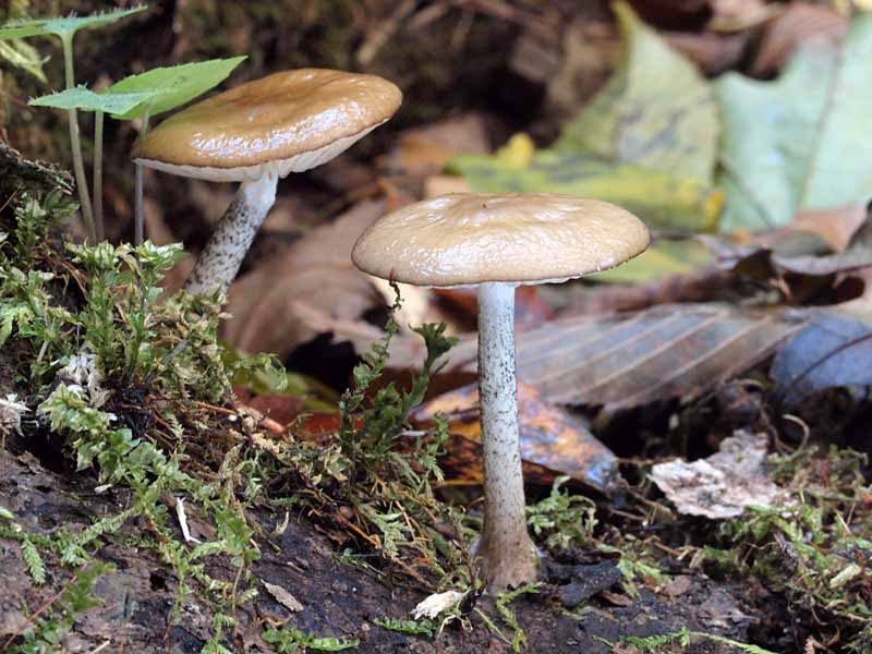 huchidoritsuetake9.jpg