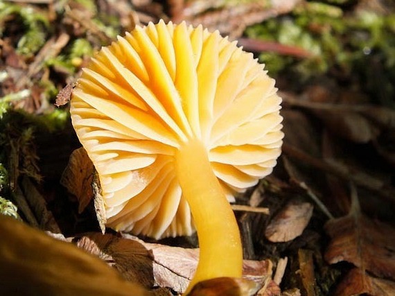 hygrocybeceraceaherb3.jpg