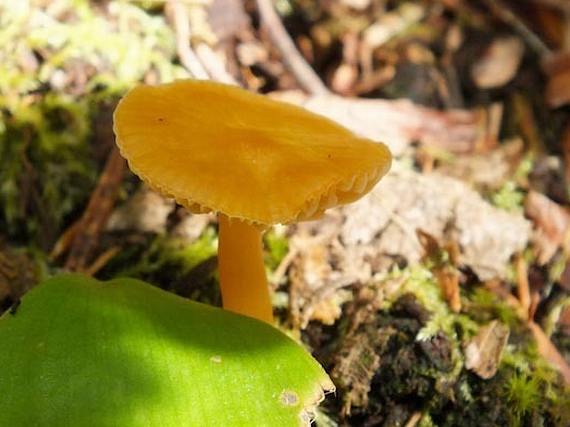 hygrocybeceraceaherb4.jpg