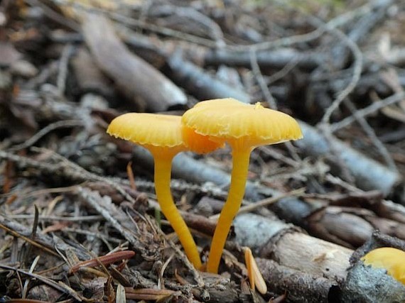 hygrocybeceraceaherb1.jpg