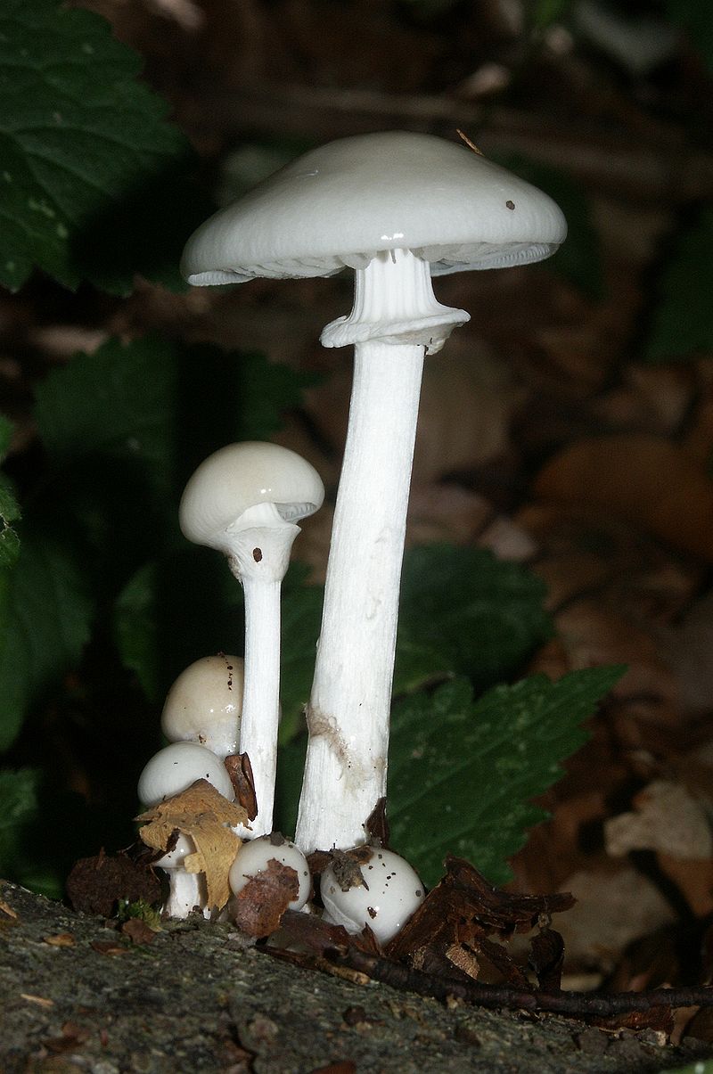 800px-Oudemansiella_mucida_170906a.jpg