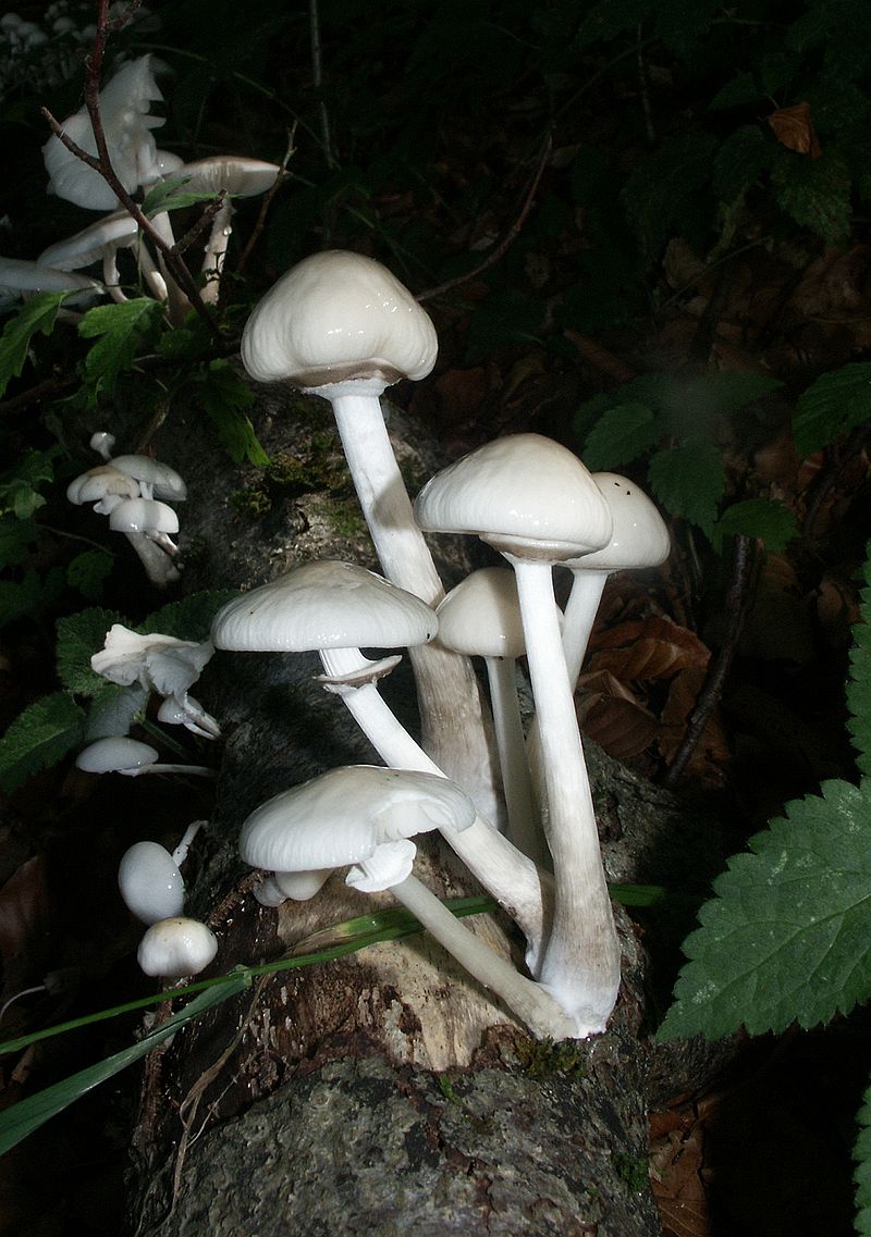 800px-Oudemansiella_mucida_170906.jpg