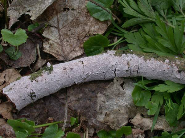 Peniophora_lycii_Berijpte_schorszwam_12321a_JD_HST0206AP.JPG