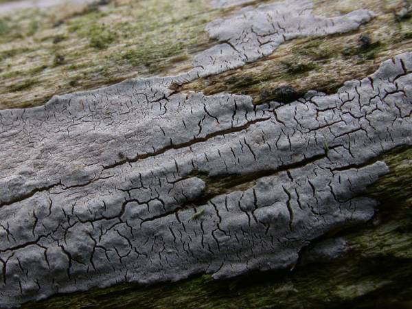 Peniophora_lycii_Berijpte_schorszwam_12476a_JD_DNI0406AP.JPG