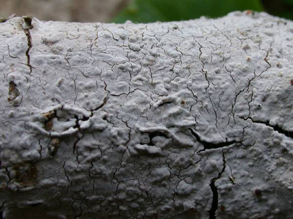 Peniophora_lycii_Berijpte_schorszwam_12320a_JD_HST0206AP.JPG