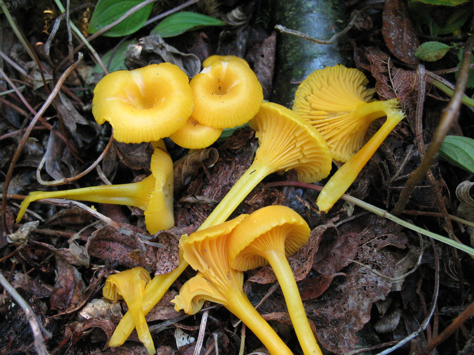 Hygrocybe_vitellina.jpg
