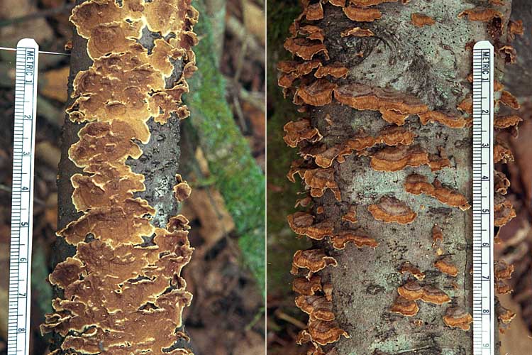 Hymenochaete_tabacina.JPG
