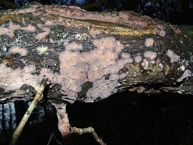peniophora_quercina_crust_fungus_00_17-11-06_2.jpg