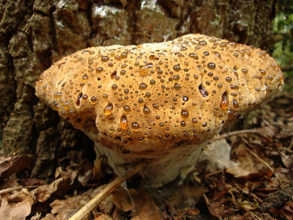 Pseudoinonotus_dryadeus_1_EEV_20100819.jpg