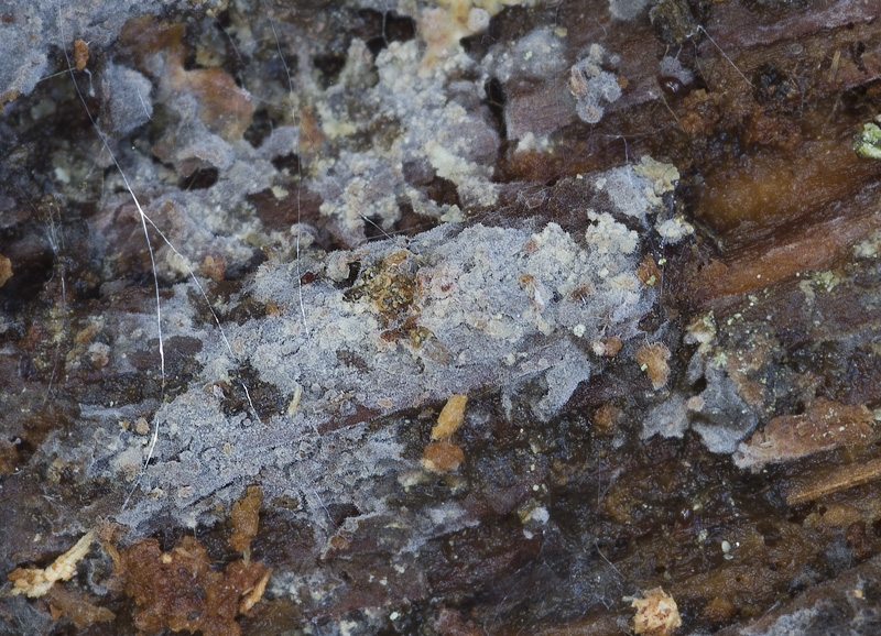 Tubulicrinis accedens3.jpg