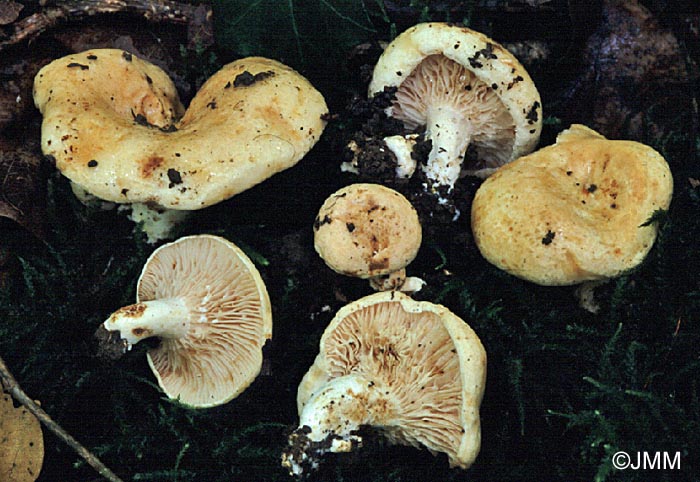 Lactarius acerrimus 2.jpg